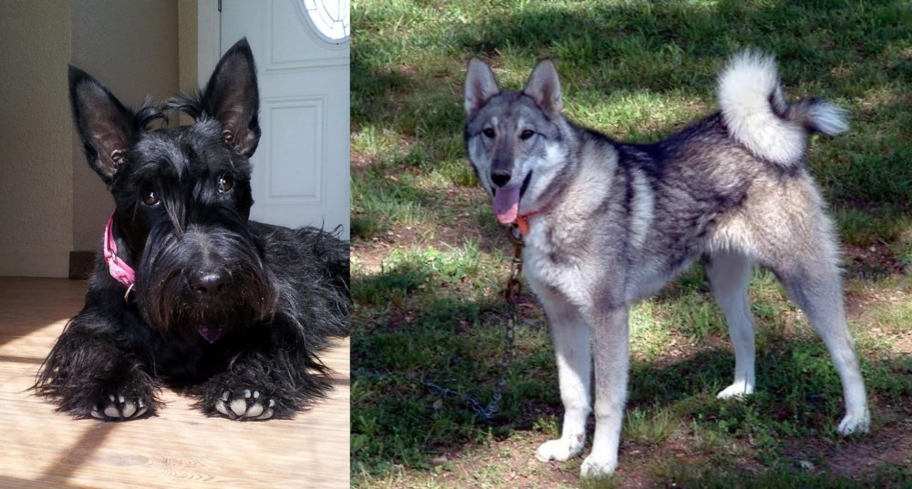 West Siberian Laika vs Scottish Terrier - Breed Comparison