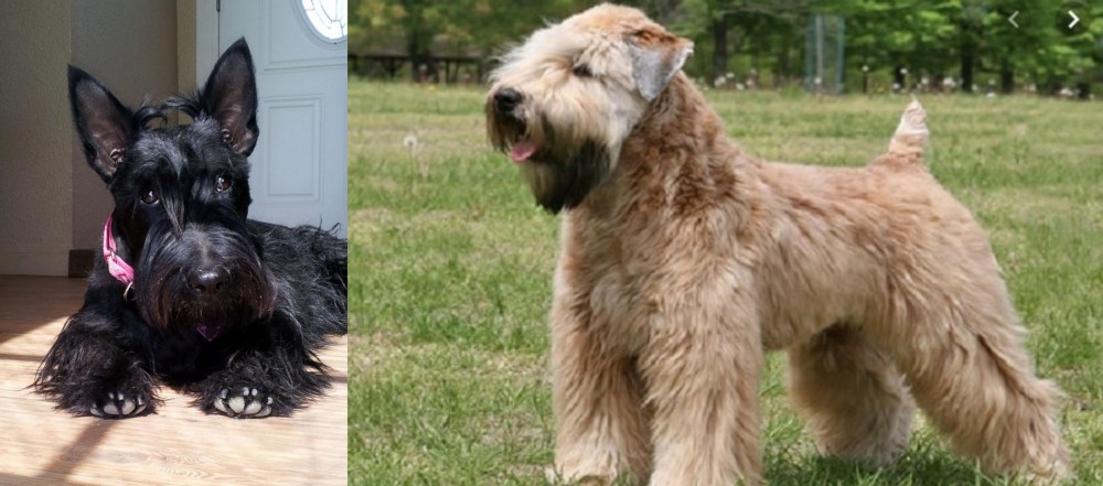 Wheaten Terrier vs Scottish Terrier - Breed Comparison