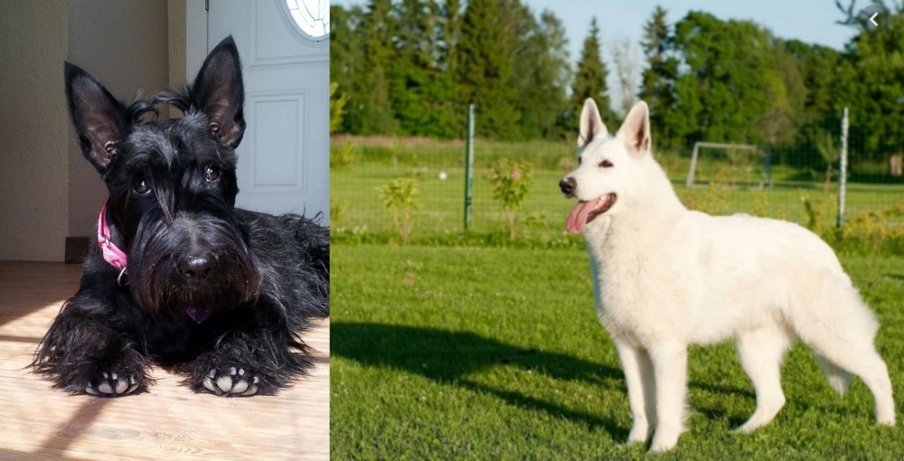 White Shepherd vs Scottish Terrier - Breed Comparison