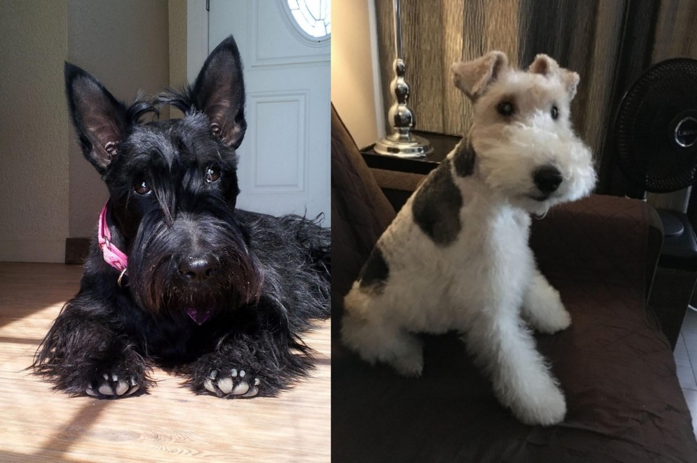 Wire Haired Fox Terrier vs Scottish Terrier - Breed Comparison