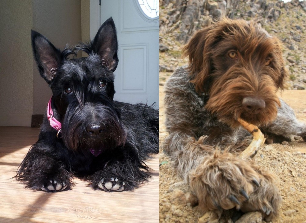 Wirehaired Pointing Griffon vs Scottish Terrier - Breed Comparison