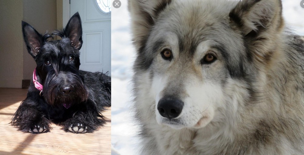 Wolfdog vs Scottish Terrier - Breed Comparison