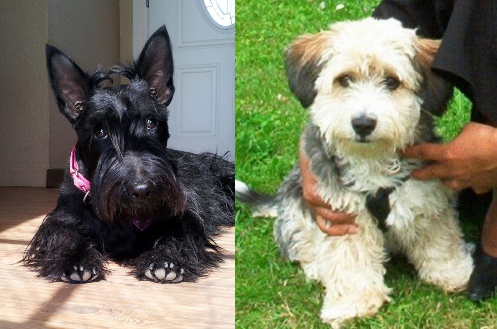 Yo-Chon vs Scottish Terrier - Breed Comparison