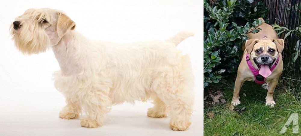Beabull vs Sealyham Terrier - Breed Comparison