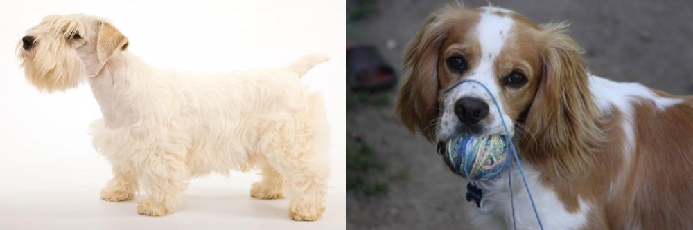 Cockalier vs Sealyham Terrier - Breed Comparison