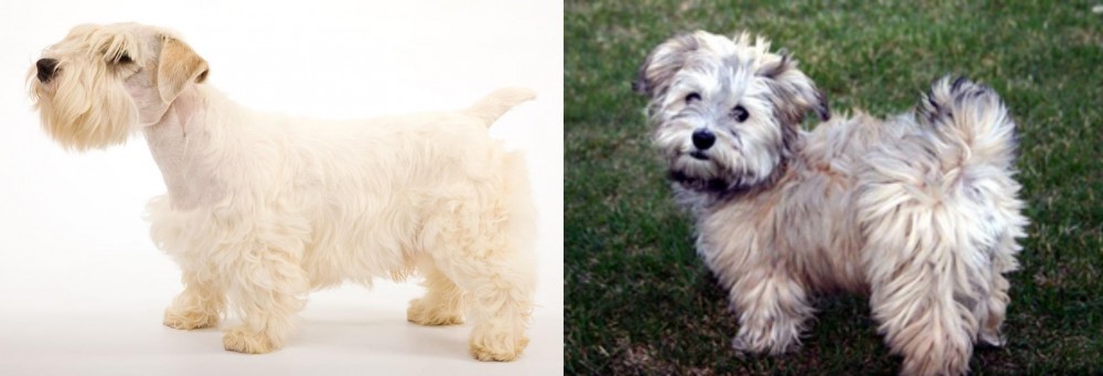 Havapoo vs Sealyham Terrier - Breed Comparison