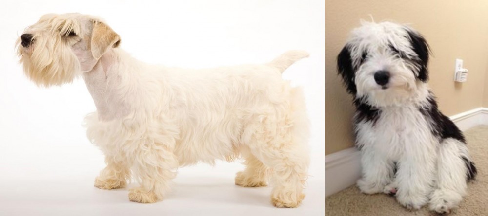 Mini Sheepadoodles vs Sealyham Terrier - Breed Comparison
