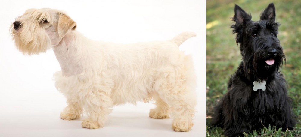 Scoland Terrier vs Sealyham Terrier - Breed Comparison