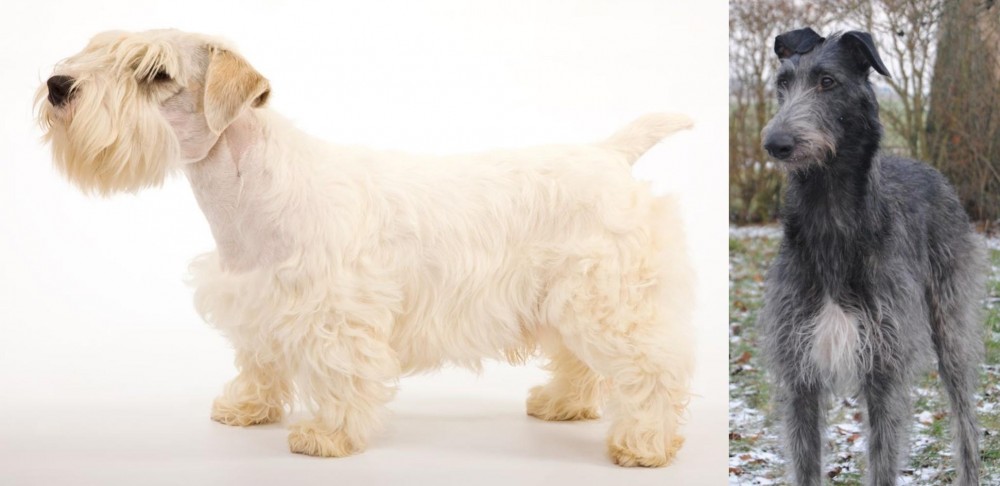 Scottish Deerhound vs Sealyham Terrier - Breed Comparison