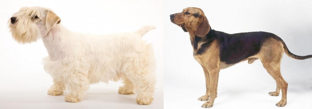 Serbian Hound vs Sealyham Terrier - Breed Comparison