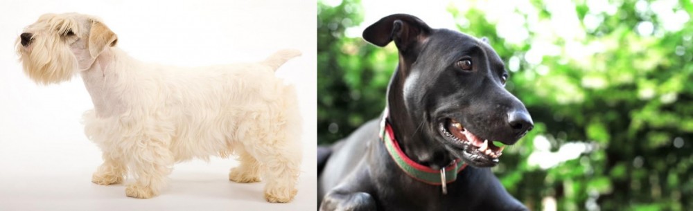 Shepard Labrador vs Sealyham Terrier - Breed Comparison