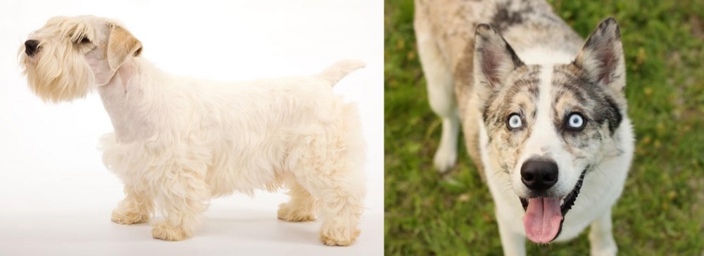Shepherd Husky vs Sealyham Terrier - Breed Comparison
