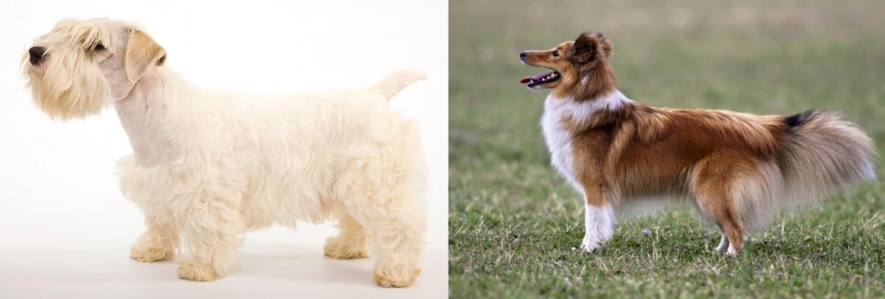 Shetland Sheepdog vs Sealyham Terrier - Breed Comparison