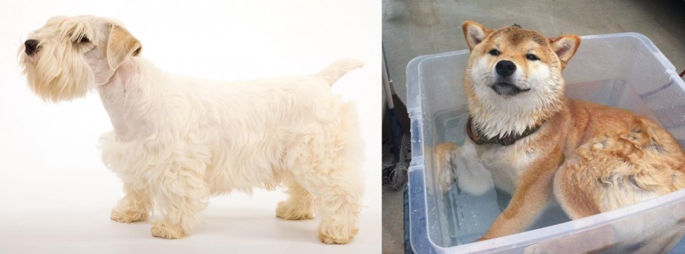 Shiba Inu vs Sealyham Terrier - Breed Comparison