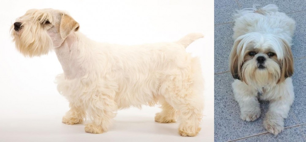 Shih Tzu vs Sealyham Terrier - Breed Comparison