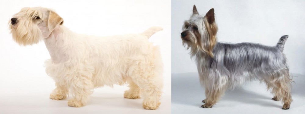 Silky Terrier vs Sealyham Terrier - Breed Comparison