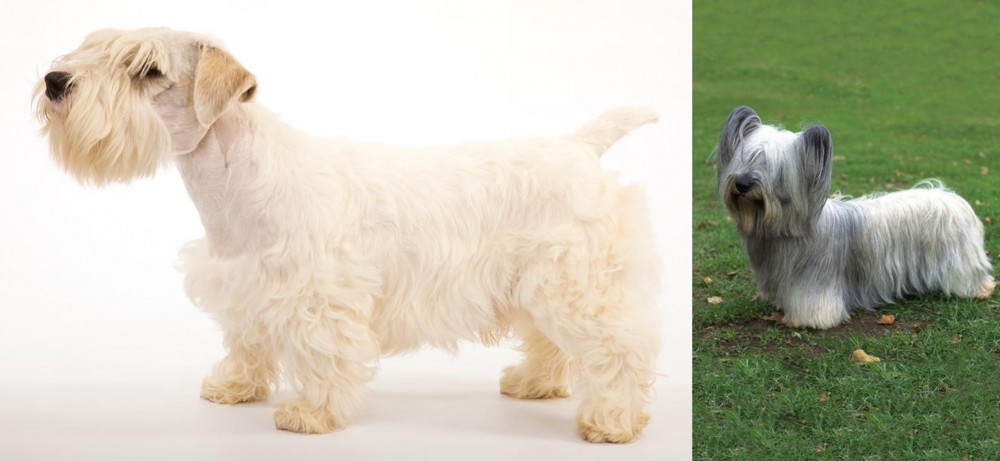 Skye Terrier vs Sealyham Terrier - Breed Comparison