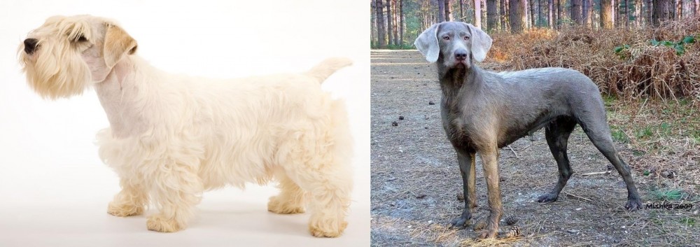 Slovensky Hrubosrsty Stavac vs Sealyham Terrier - Breed Comparison