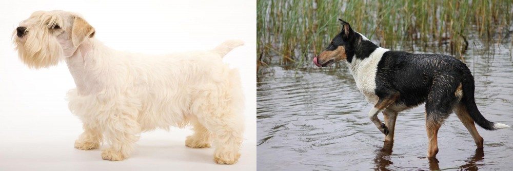 Smooth Collie vs Sealyham Terrier - Breed Comparison