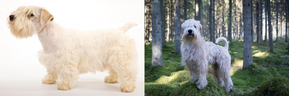Soft-Coated Wheaten Terrier vs Sealyham Terrier - Breed Comparison