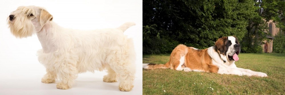 St. Bernard vs Sealyham Terrier - Breed Comparison