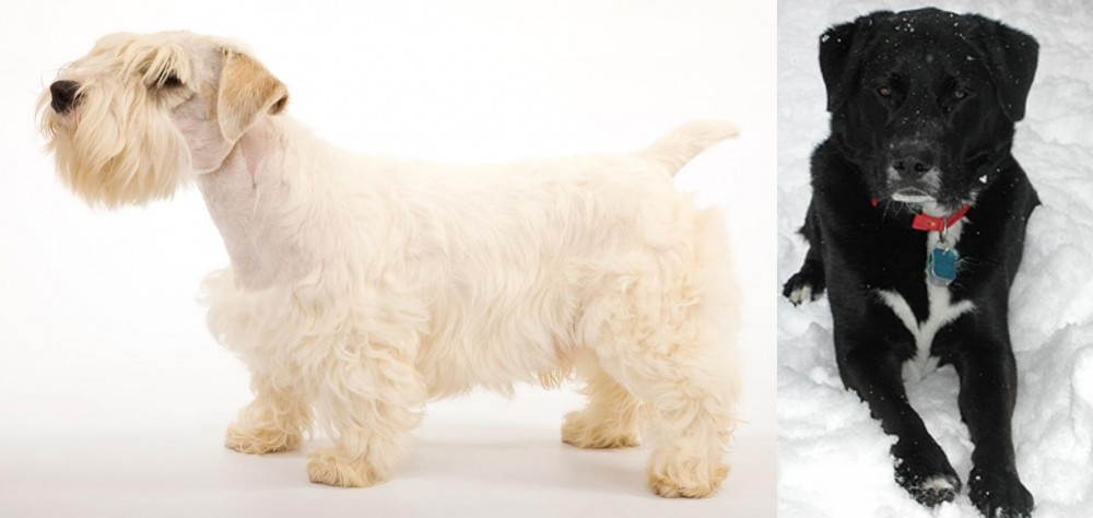 St. John's Water Dog vs Sealyham Terrier - Breed Comparison