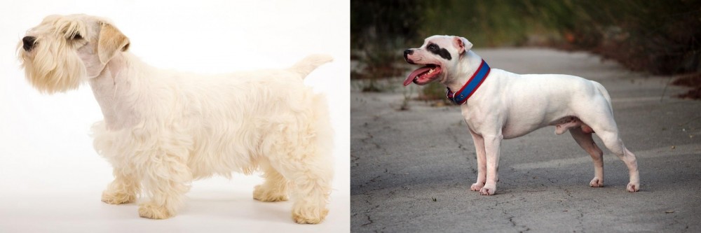 Staffordshire Bull Terrier vs Sealyham Terrier - Breed Comparison