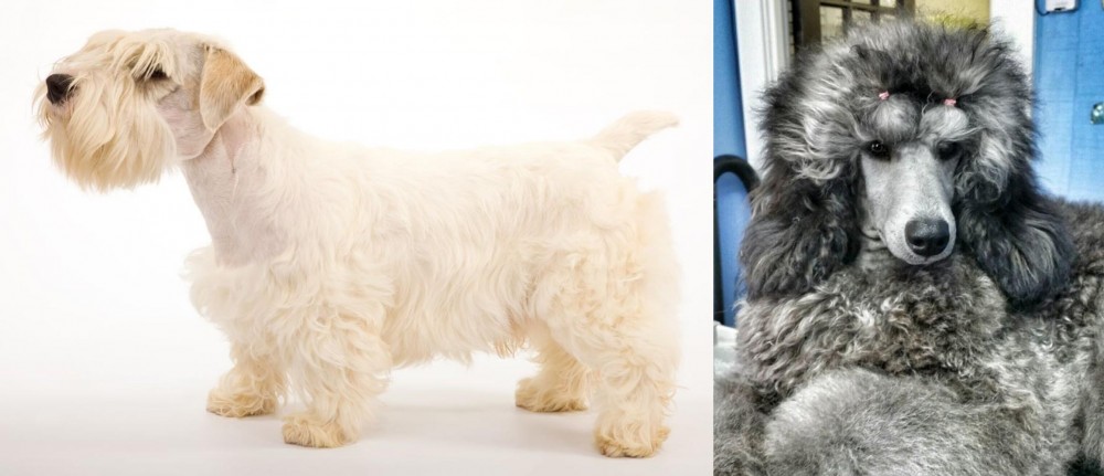 Standard Poodle vs Sealyham Terrier - Breed Comparison