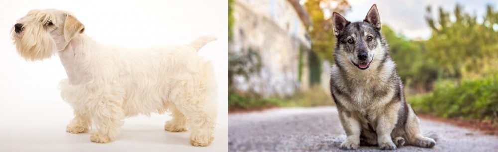 Swedish Vallhund vs Sealyham Terrier - Breed Comparison