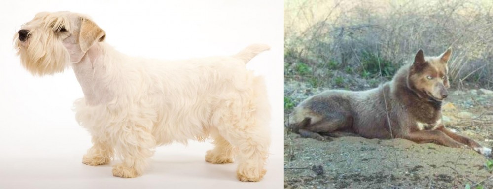 Tahltan Bear Dog vs Sealyham Terrier - Breed Comparison