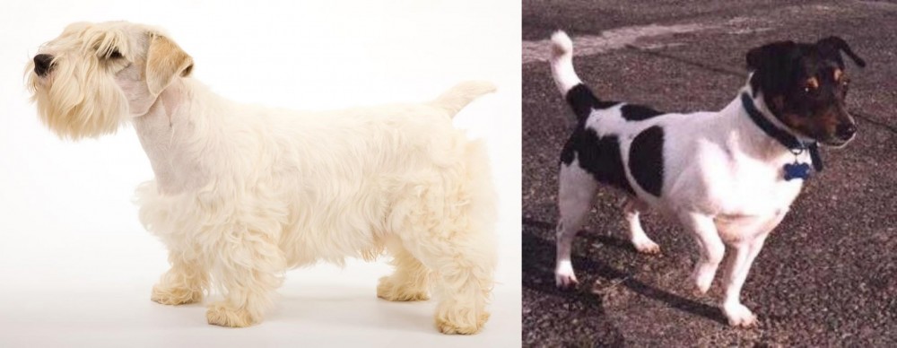 Teddy Roosevelt Terrier vs Sealyham Terrier - Breed Comparison