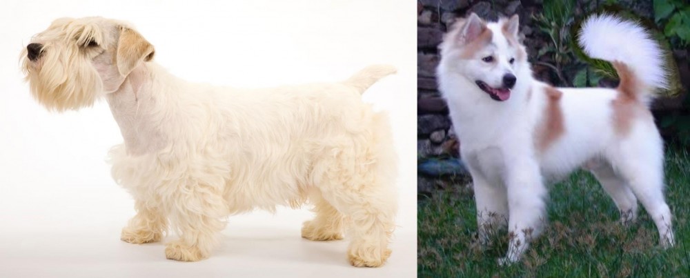 Thai Bangkaew vs Sealyham Terrier - Breed Comparison