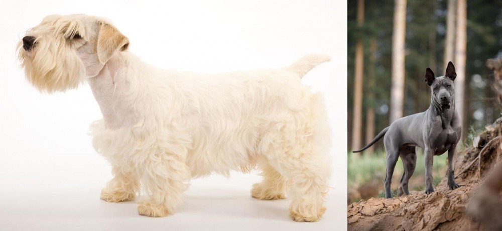 Thai Ridgeback vs Sealyham Terrier - Breed Comparison