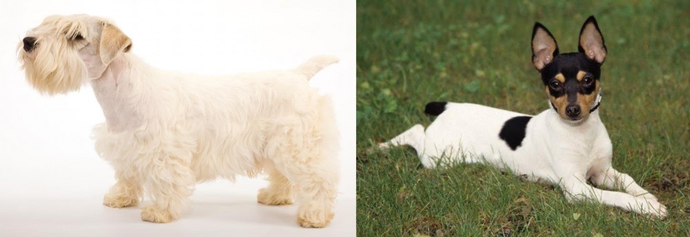 Toy Fox Terrier vs Sealyham Terrier - Breed Comparison
