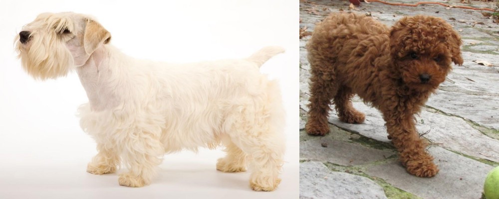 Toy Poodle vs Sealyham Terrier - Breed Comparison