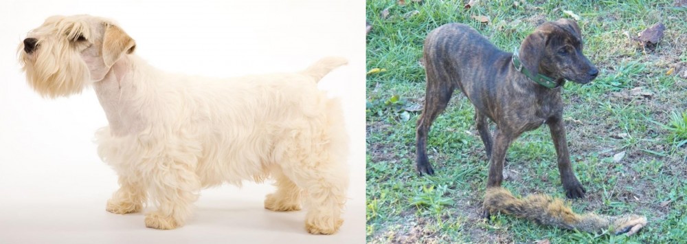 Treeing Cur vs Sealyham Terrier - Breed Comparison