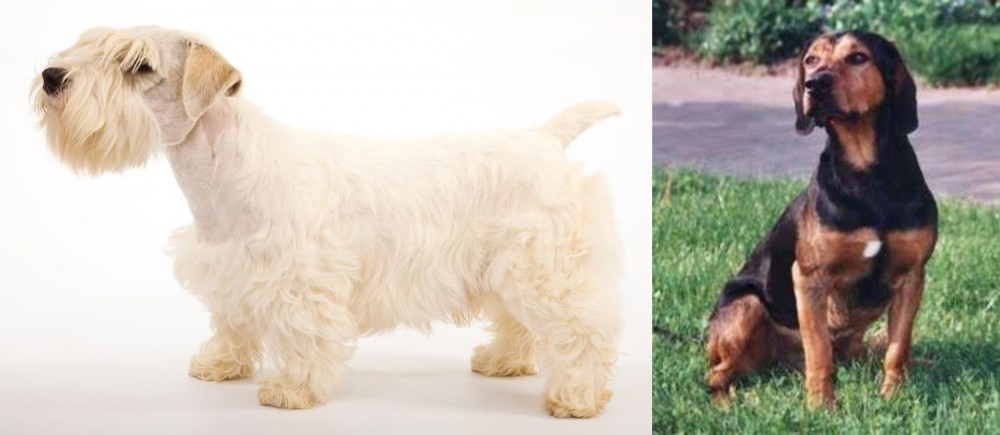 Tyrolean Hound vs Sealyham Terrier - Breed Comparison