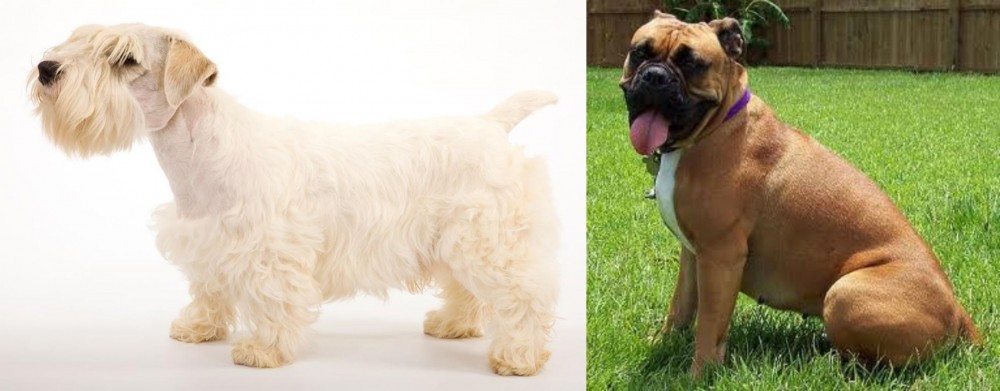 Valley Bulldog vs Sealyham Terrier - Breed Comparison