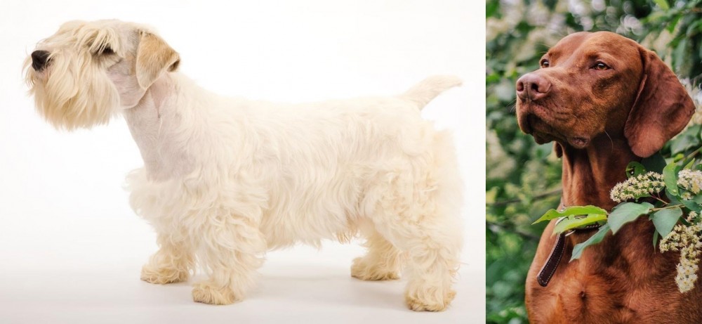 Vizsla vs Sealyham Terrier - Breed Comparison