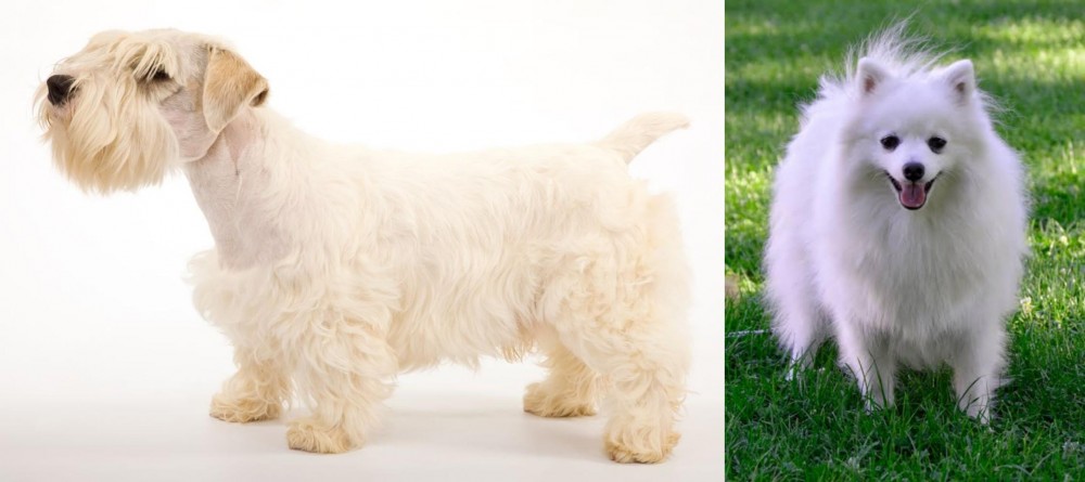 Volpino Italiano vs Sealyham Terrier - Breed Comparison
