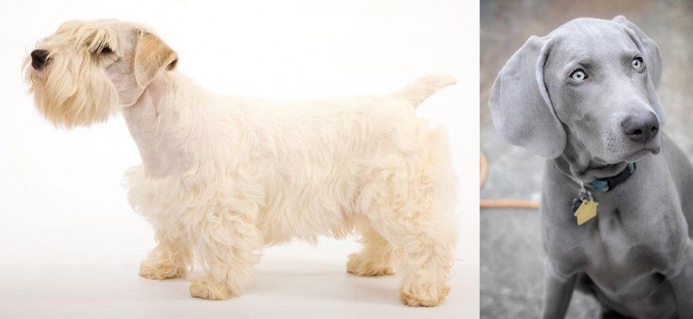 Weimaraner vs Sealyham Terrier - Breed Comparison