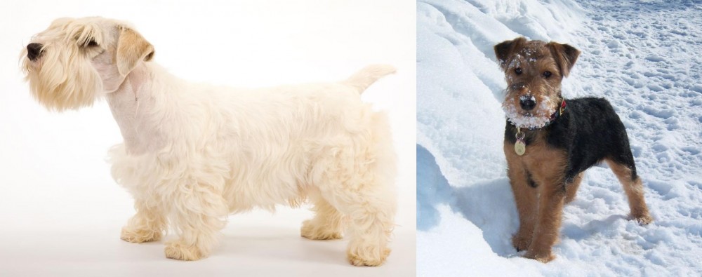 Welsh Terrier vs Sealyham Terrier - Breed Comparison