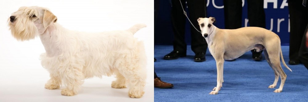 Whippet vs Sealyham Terrier - Breed Comparison