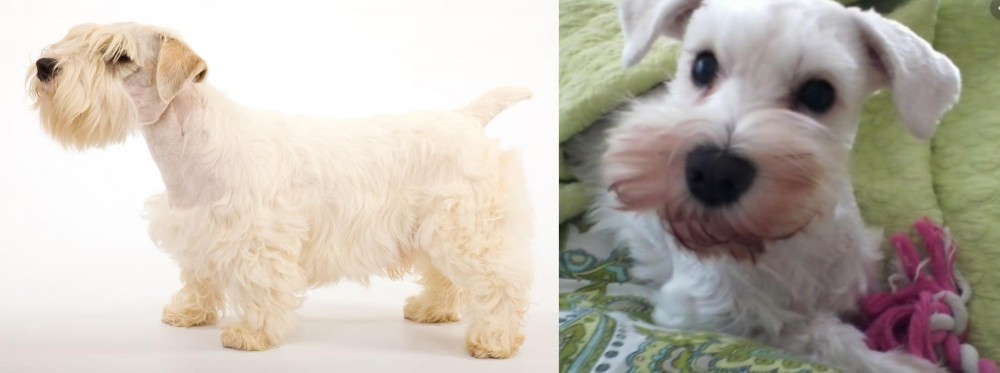 White Schnauzer vs Sealyham Terrier - Breed Comparison