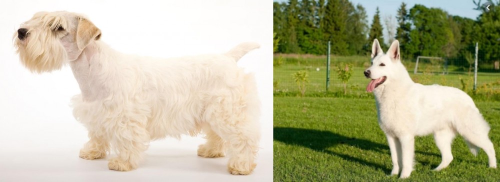 White Shepherd vs Sealyham Terrier - Breed Comparison