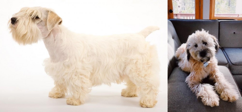Whoodles vs Sealyham Terrier - Breed Comparison