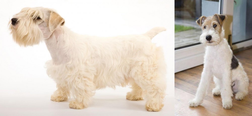 Wire Fox Terrier vs Sealyham Terrier - Breed Comparison