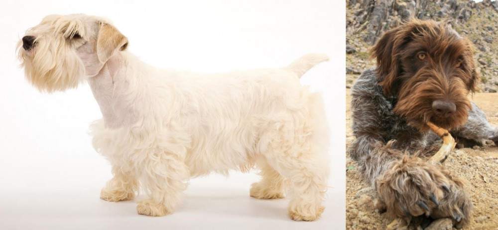 Wirehaired Pointing Griffon vs Sealyham Terrier - Breed Comparison
