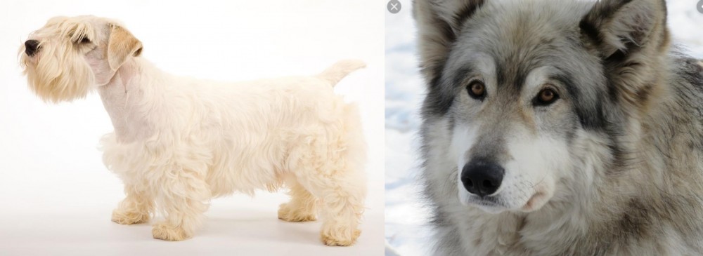Wolfdog vs Sealyham Terrier - Breed Comparison