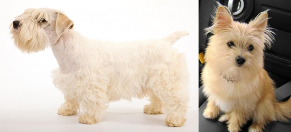 Yoranian vs Sealyham Terrier - Breed Comparison